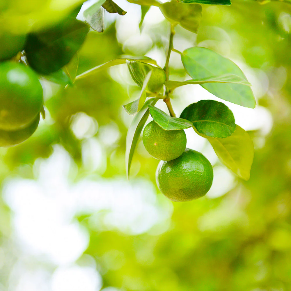 Key Lime Bush - Image 3
