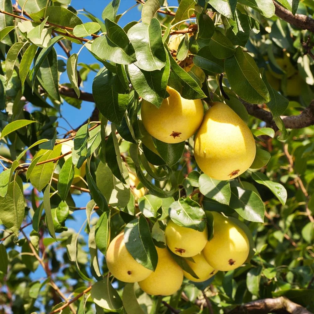 Kieffer Pear Tree - Image 4
