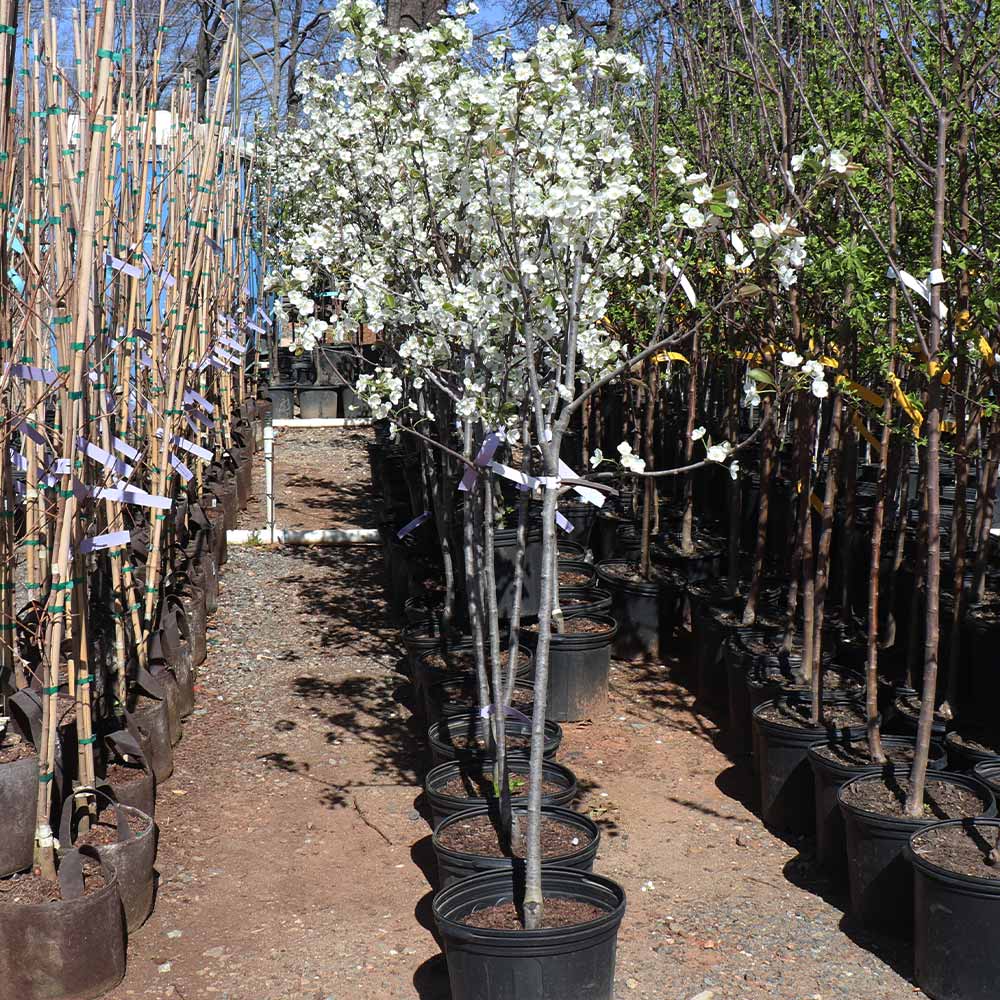 Kieffer Pear Tree - Image 8