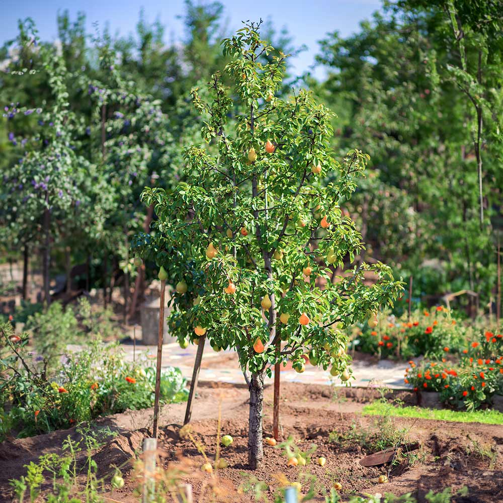 Kieffer Pear Tree - Image 4