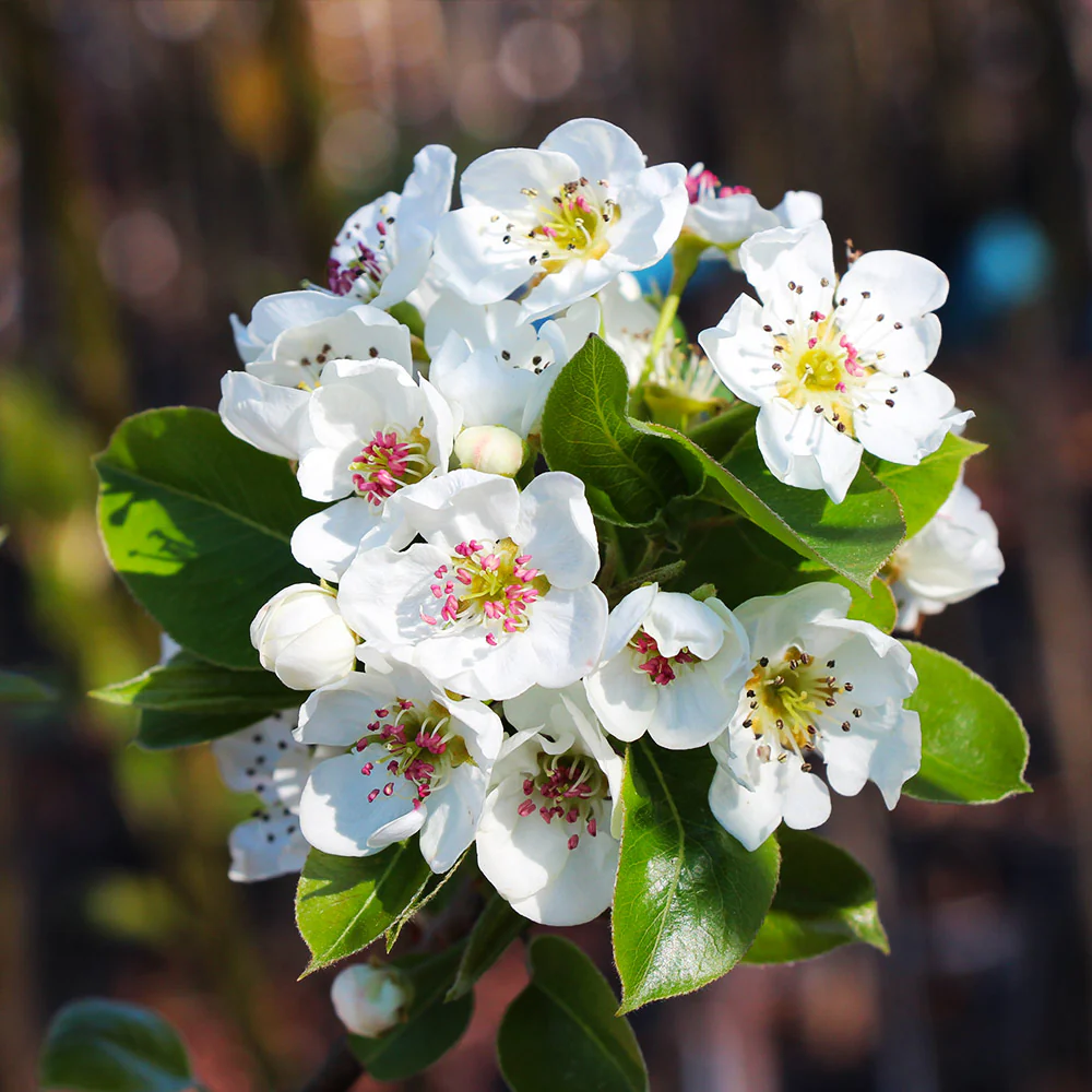 Kieffer Pear Tree - Image 6
