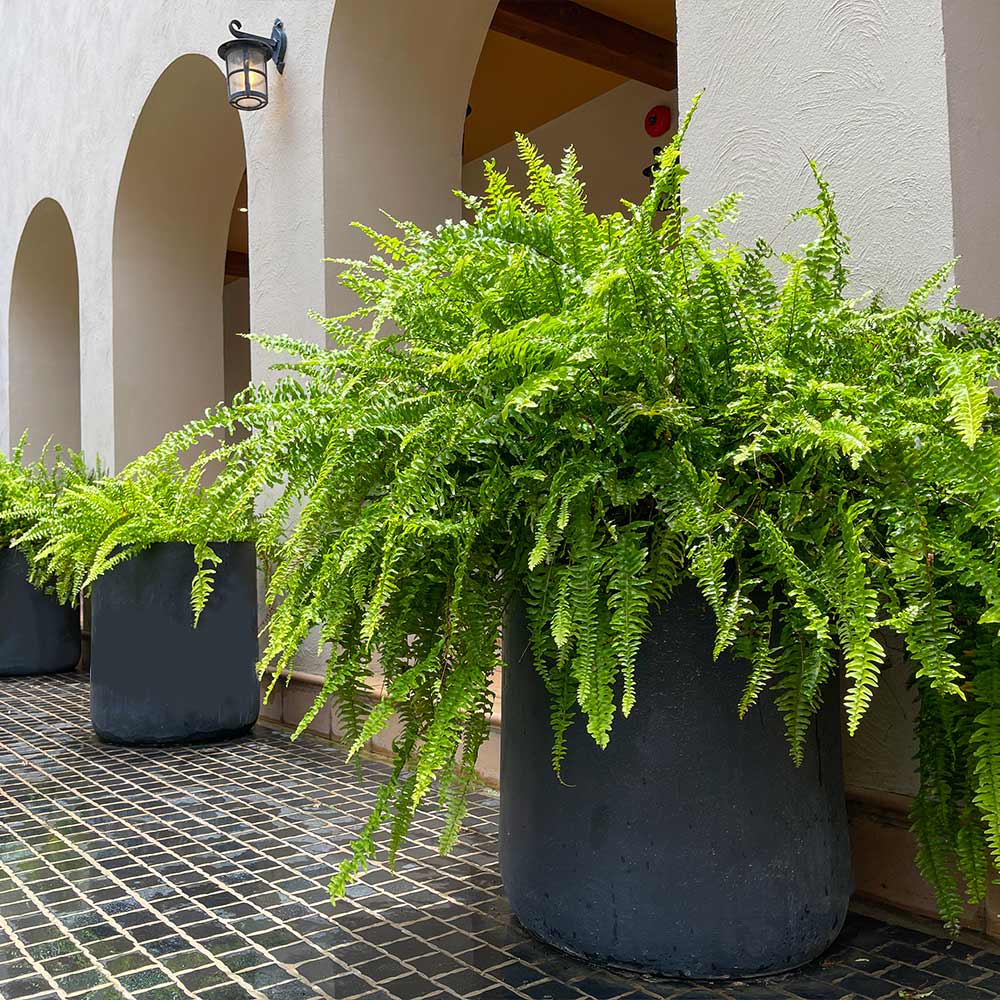 Kimberly Queen Fern - Image 2