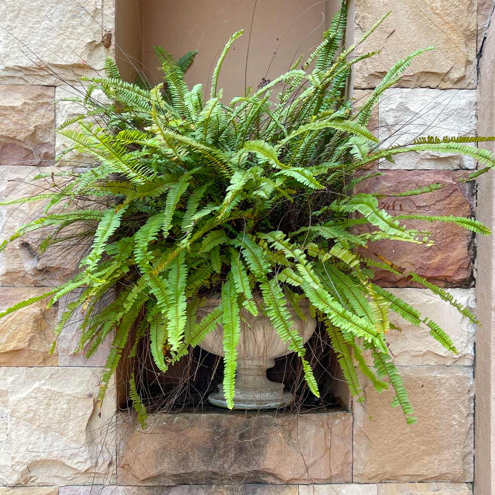Kimberly Queen Fern - Image 3