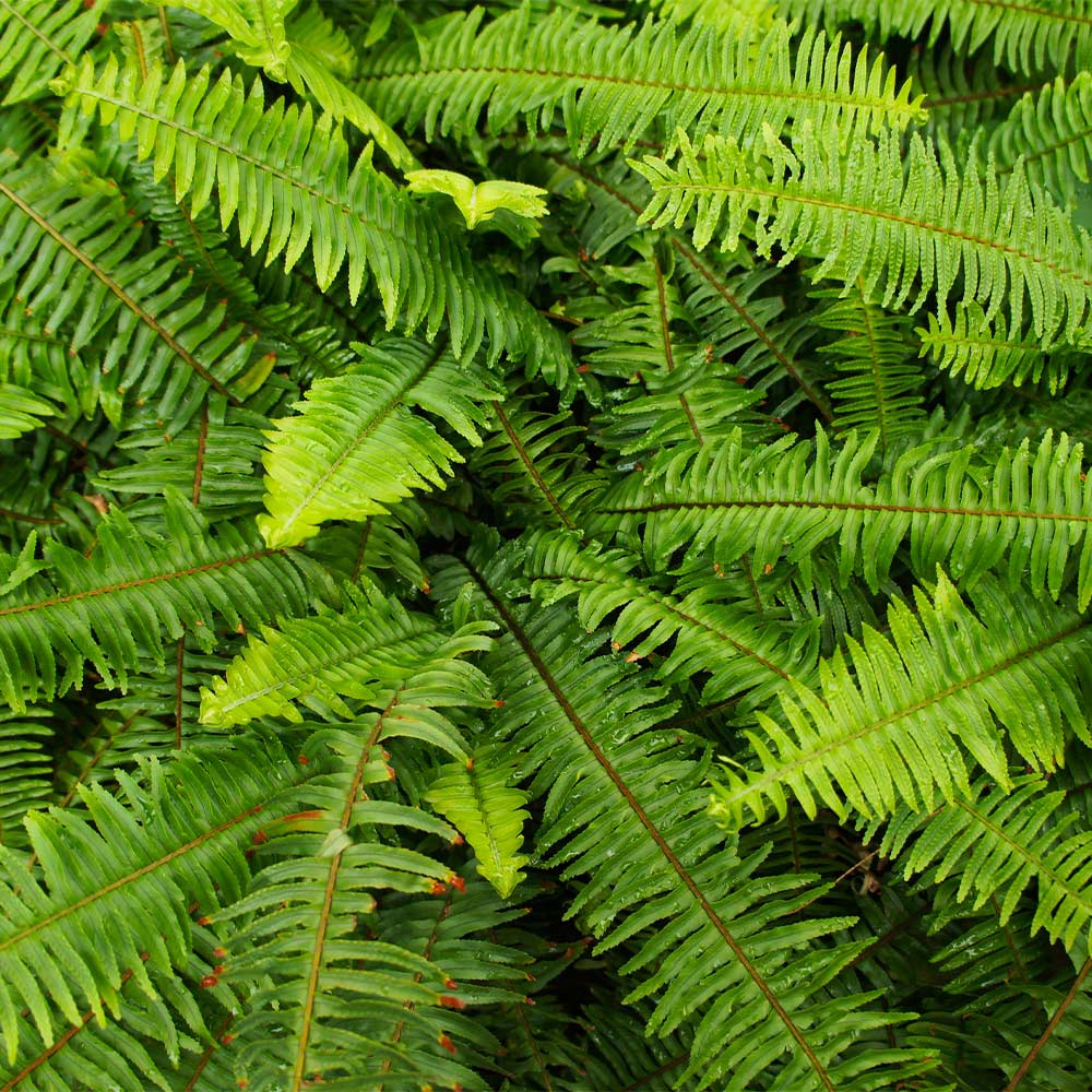 Kimberly Queen Fern - Image 4