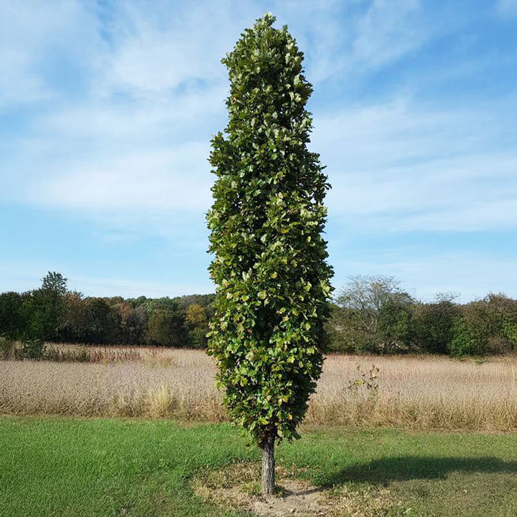 Kindred Spirit® Hybrid Oak Tree - Image 2