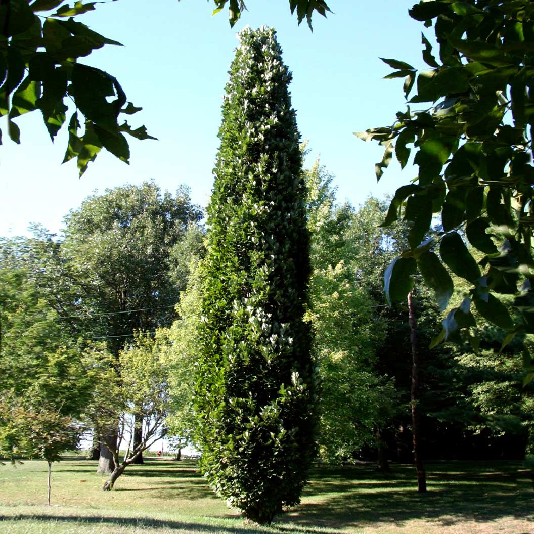 Kindred Spirit® Hybrid Oak Tree - Image 3