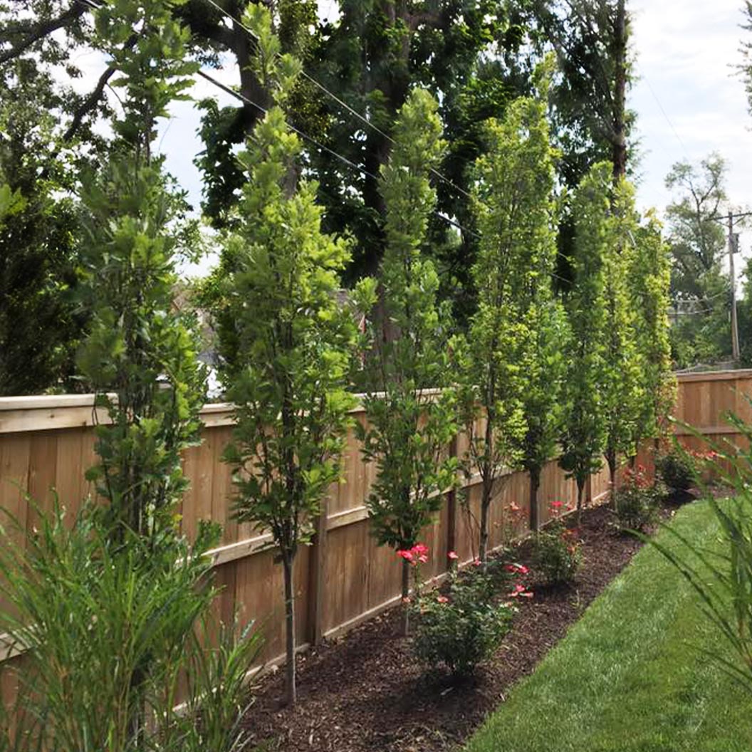 Kindred Spirit® Hybrid Oak Tree - Image 4