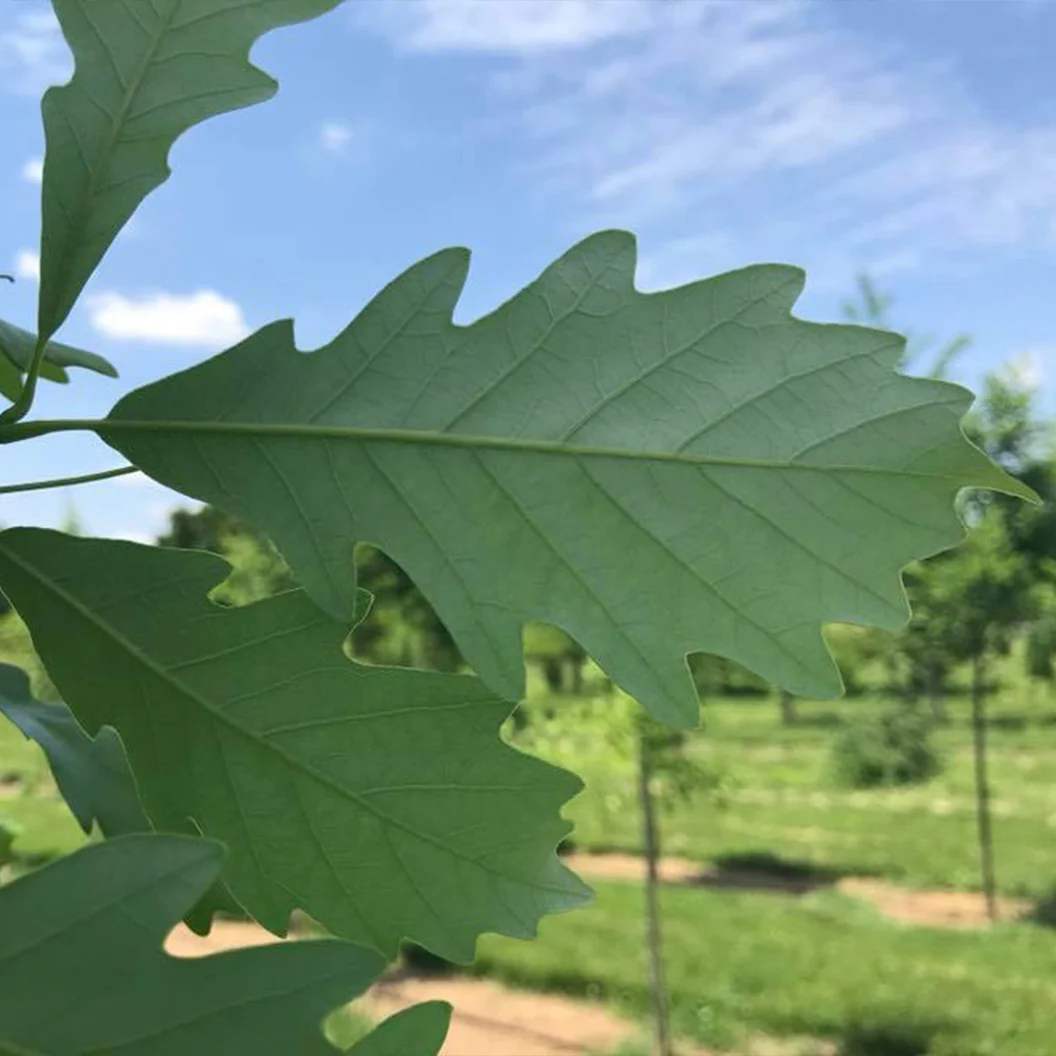 Kindred Spirit® Hybrid Oak Tree - Image 5