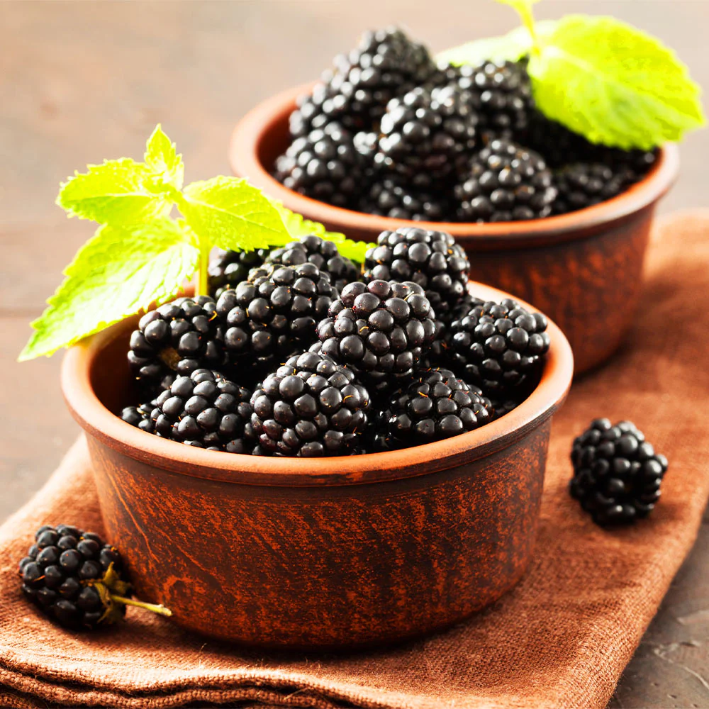 Kiowa Blackberry Bush - Image 4