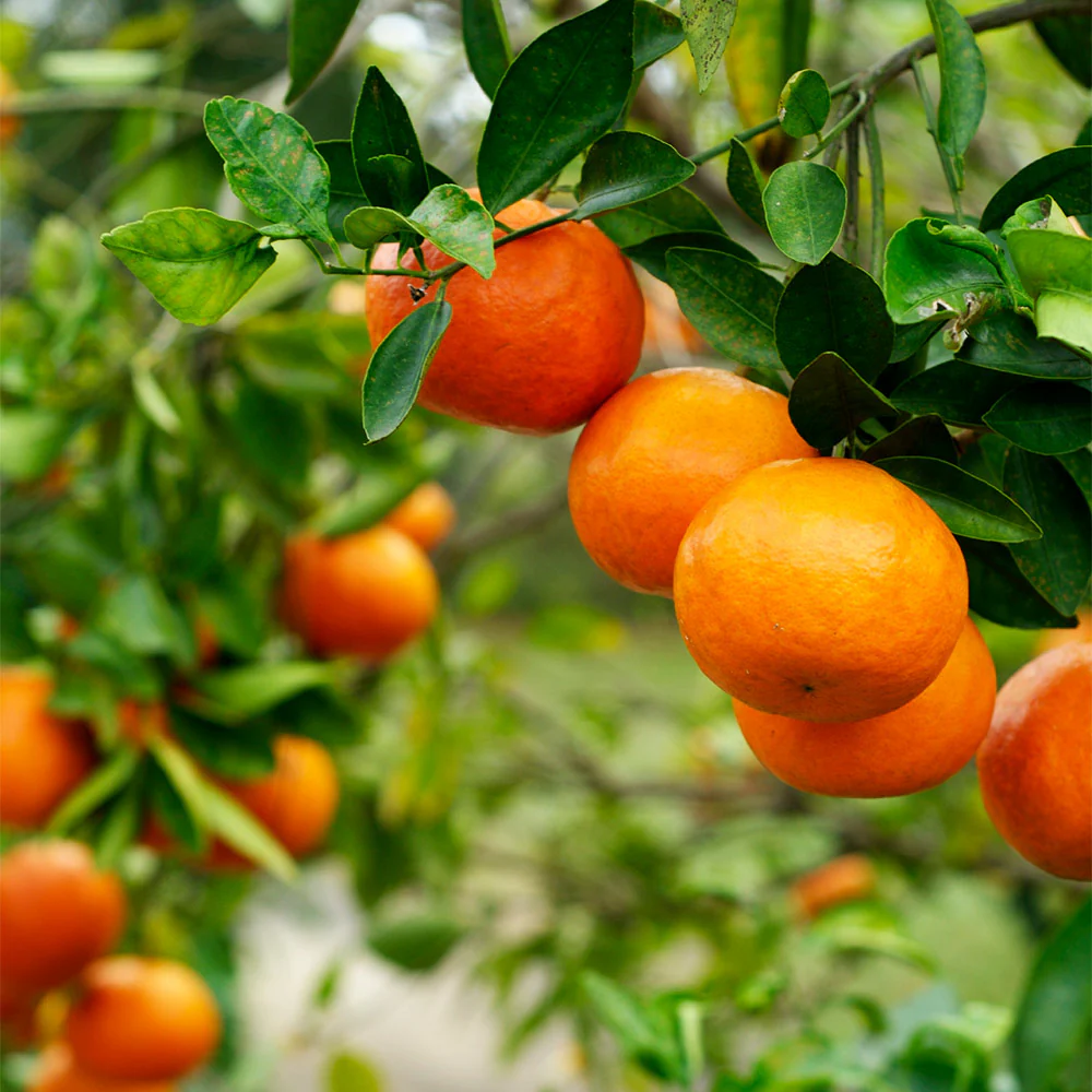Kishu Mandarin Tree - Image 3