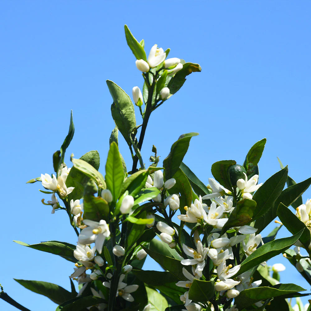 Kishu Mandarin Tree - Image 5