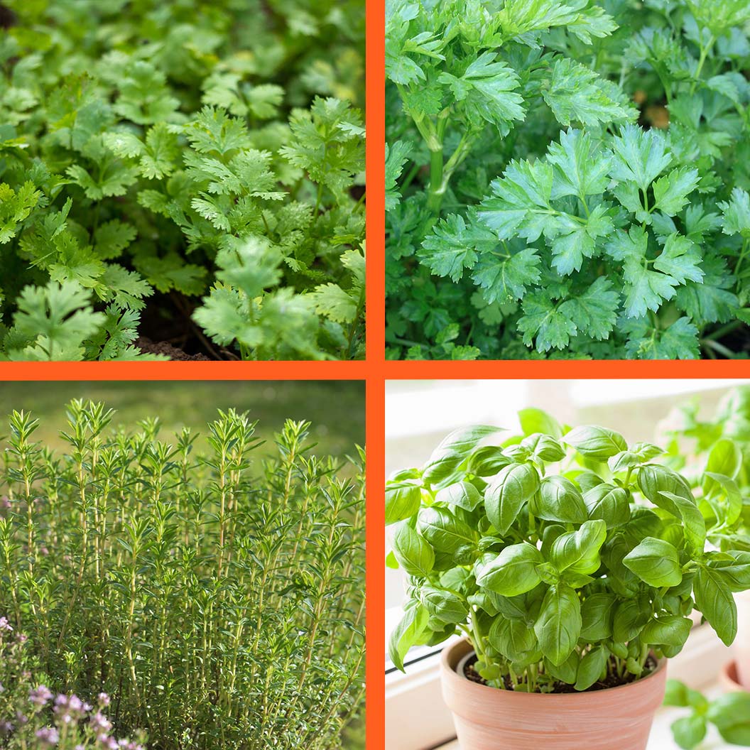 Kitchen Essential Organic Herb 4 Pack Plant - Image 2