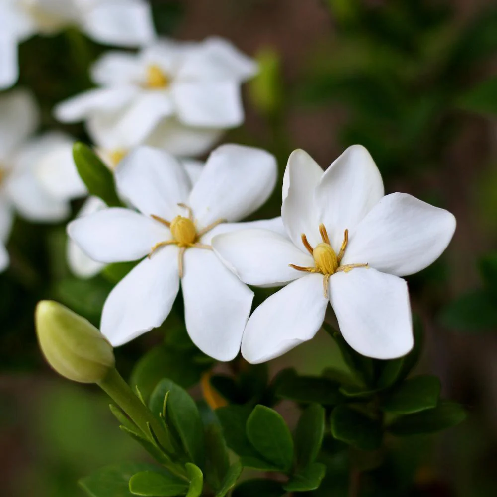 Kleim's Hardy Gardenia Shrub - Image 3
