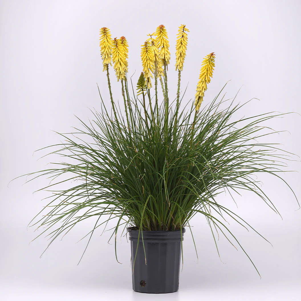 Better Versions® Kniphofia Glowstick Red Hot Poker Plant - Image 2