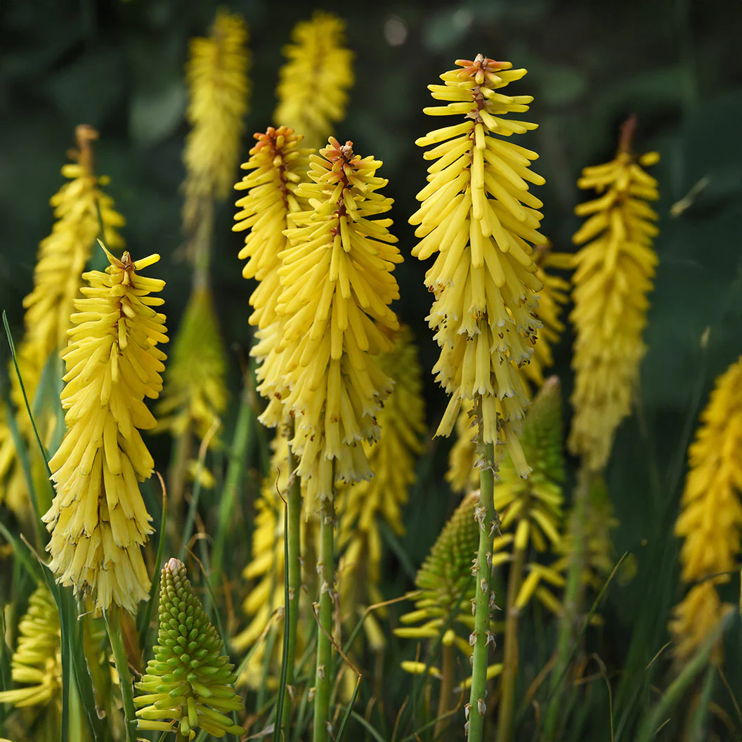 Better Versions® Kniphofia Glowstick Red Hot Poker Plant - Image 3