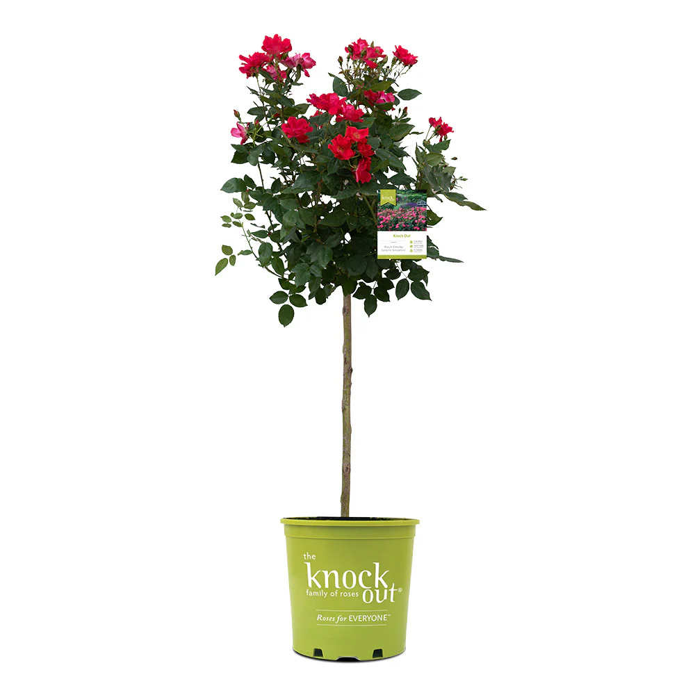 Knock Out® Rose Tree - Image 7