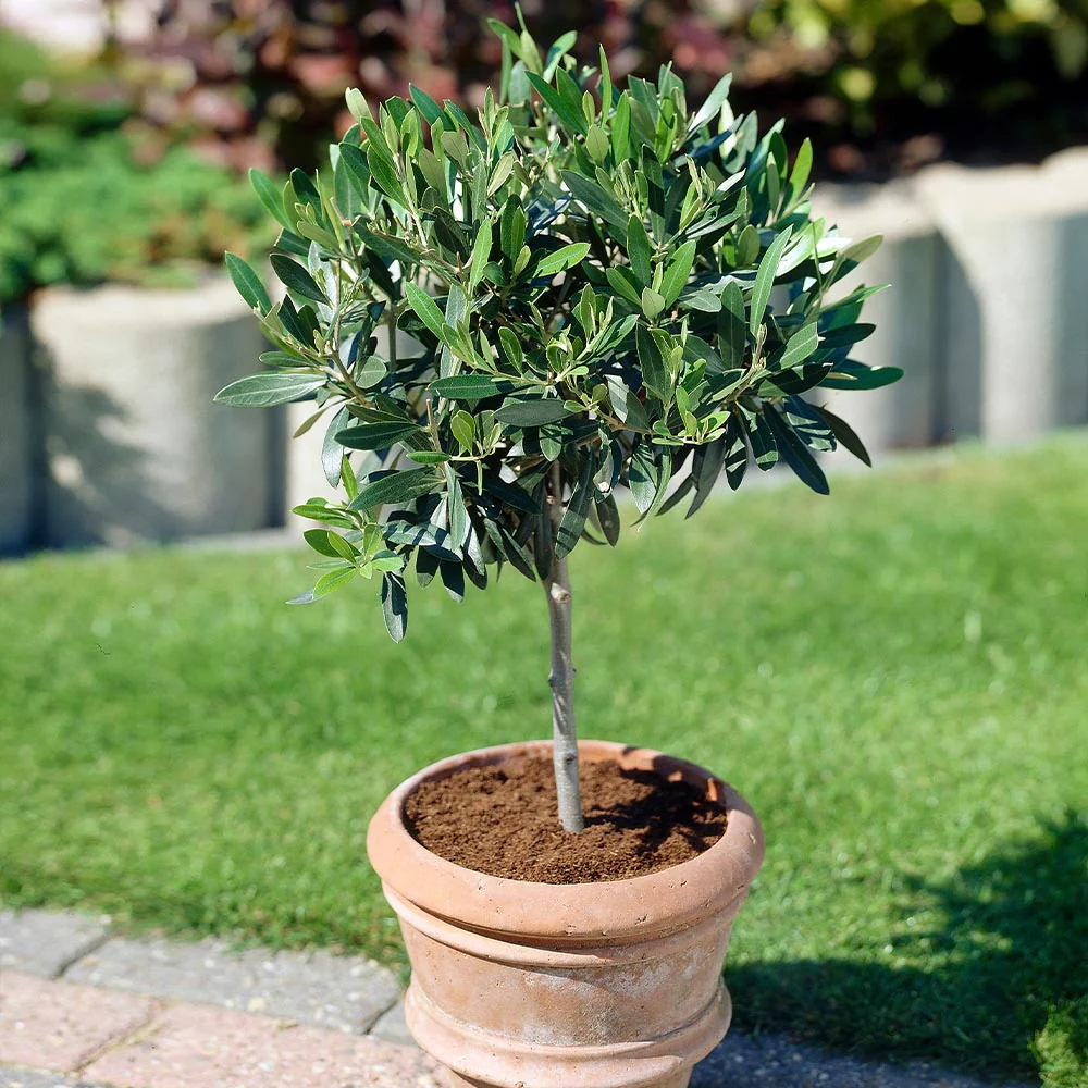 Koroneiki Greek Olive Tree - Image 4