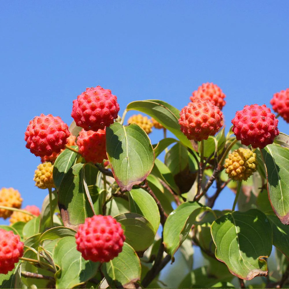 White Kousa Dogwood - Image 3