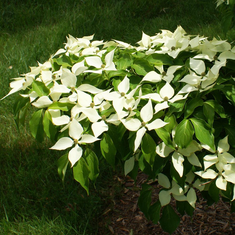 White Kousa Dogwood - Image 4