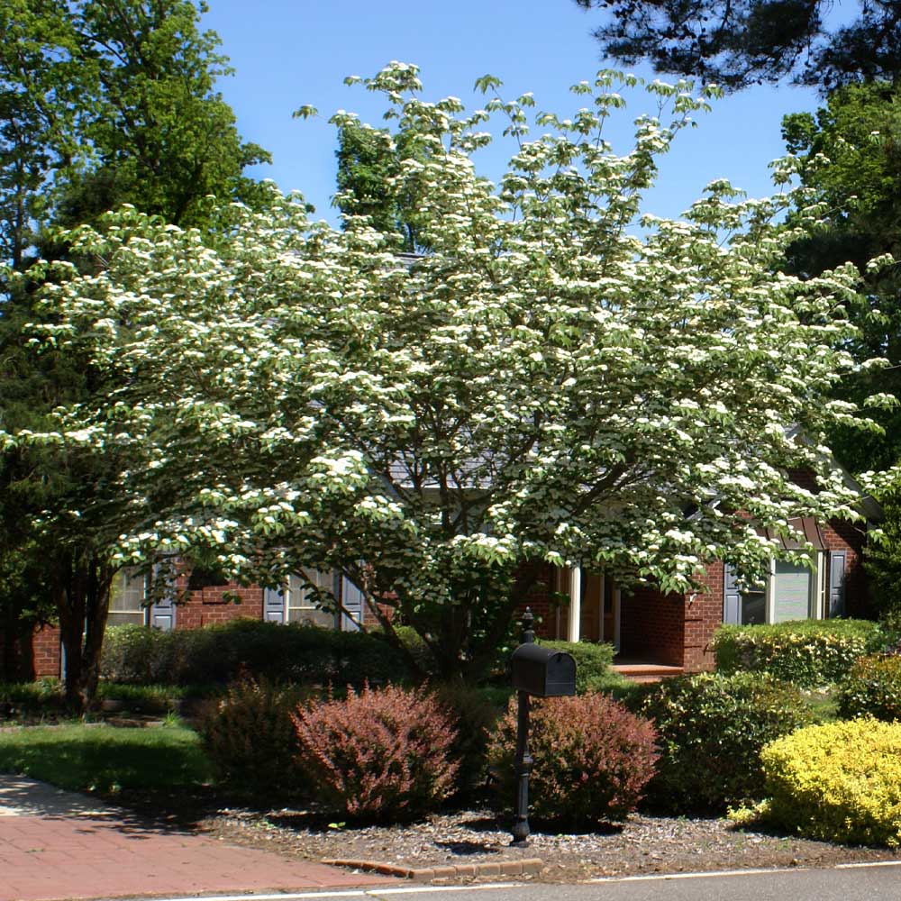 White Kousa Dogwood - Image 5