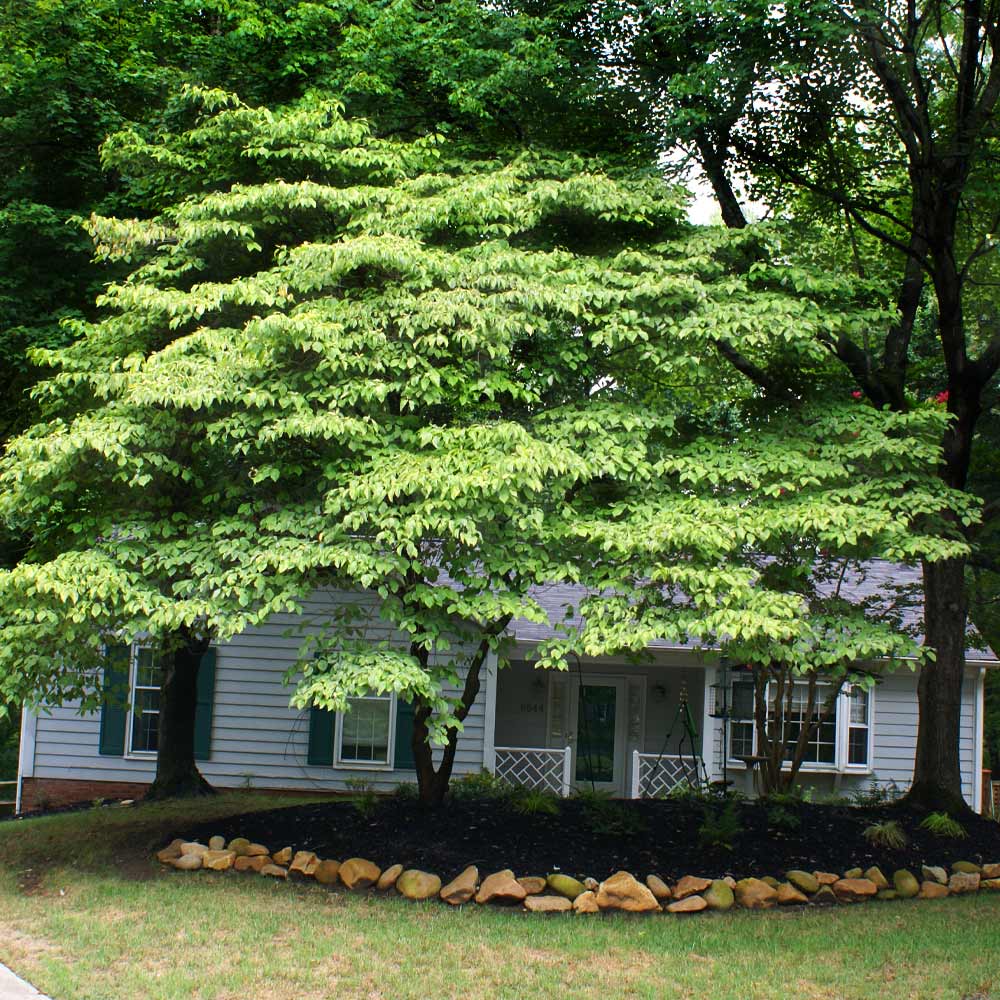 White Kousa Dogwood - Image 6