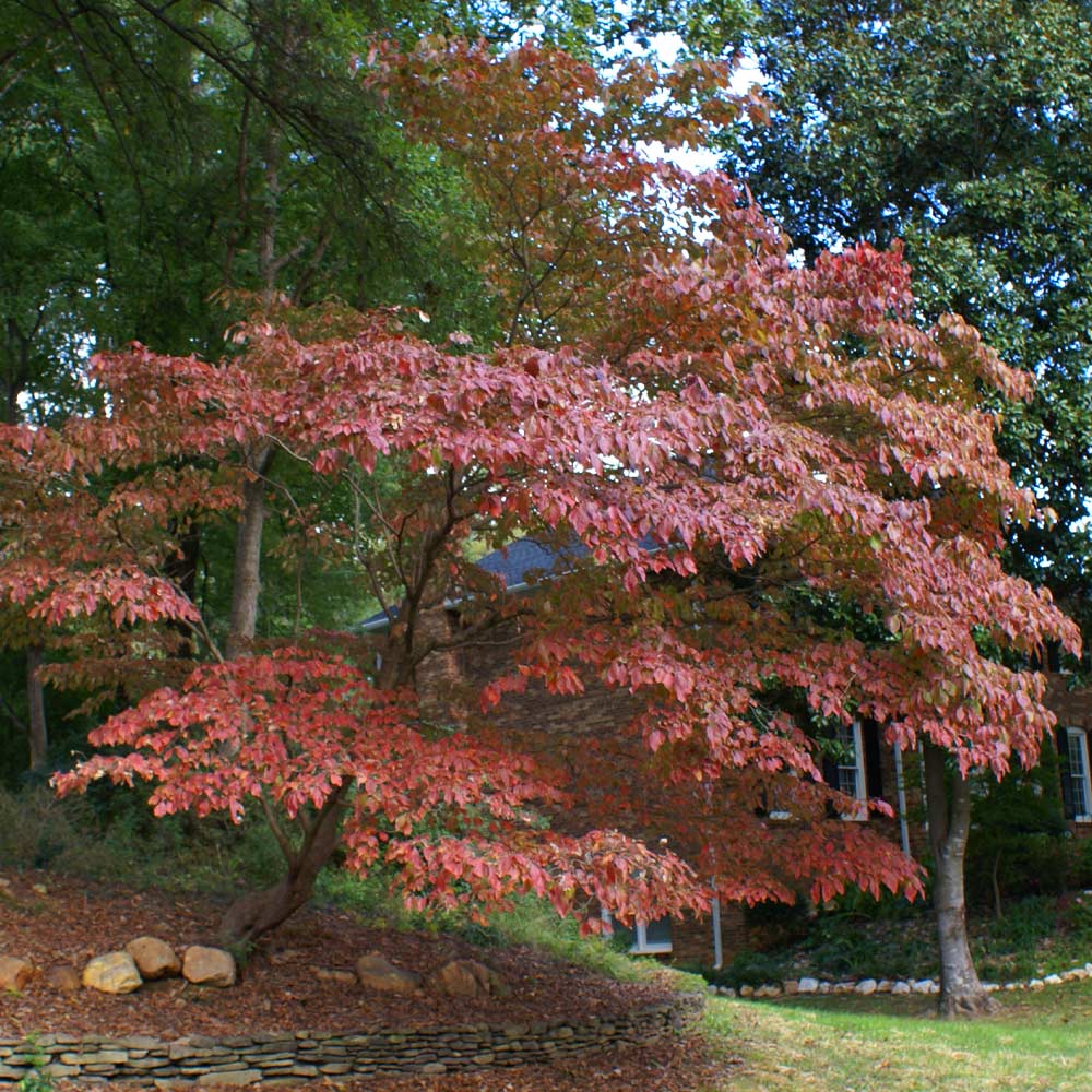 White Kousa Dogwood - Image 7