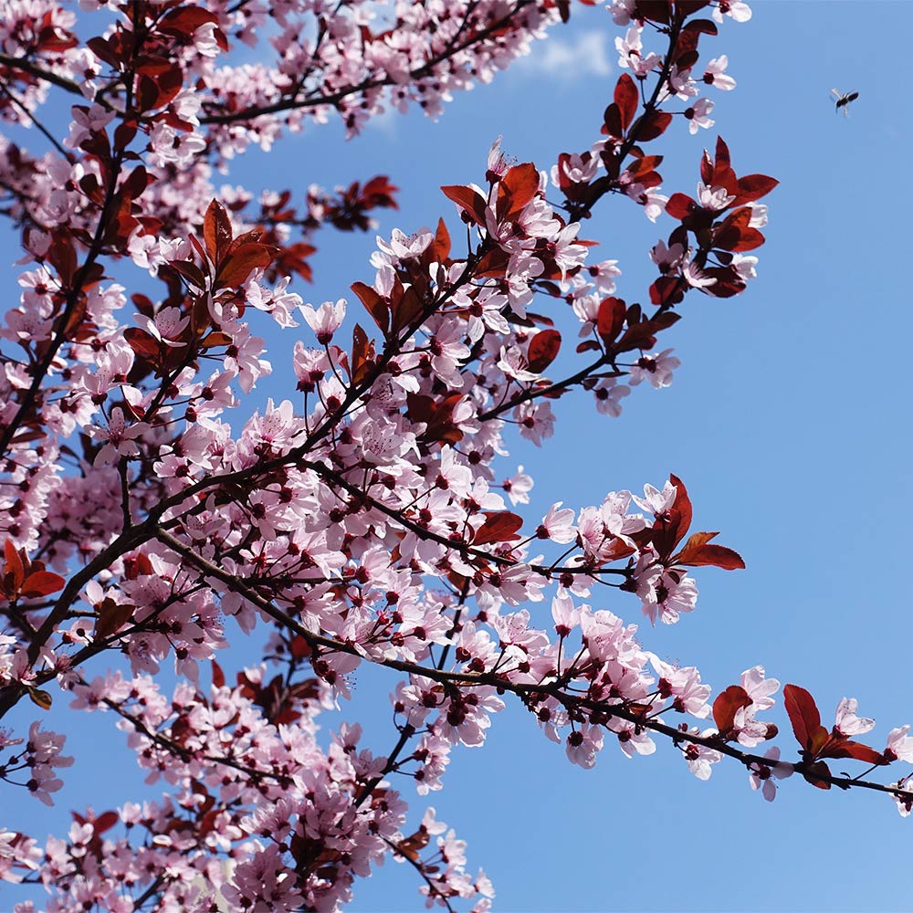 KV' Flowering Plum Tree - Image 2