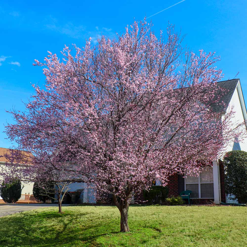 KV' Flowering Plum Tree - Image 3