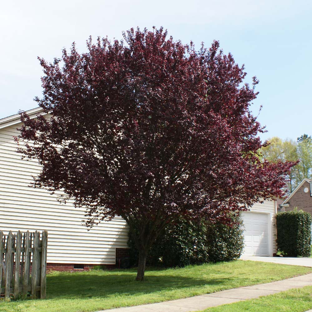 KV' Flowering Plum Tree - Image 4