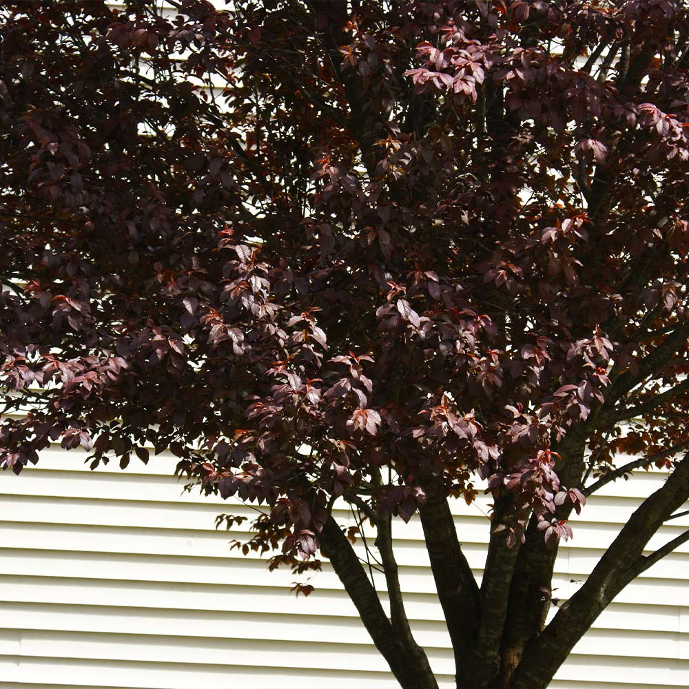 KV' Flowering Plum Tree - Image 5