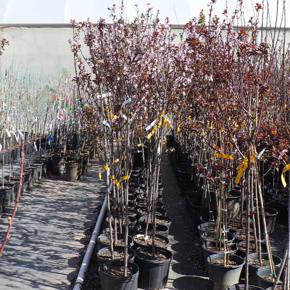 KV' Flowering Plum Tree - Image 7