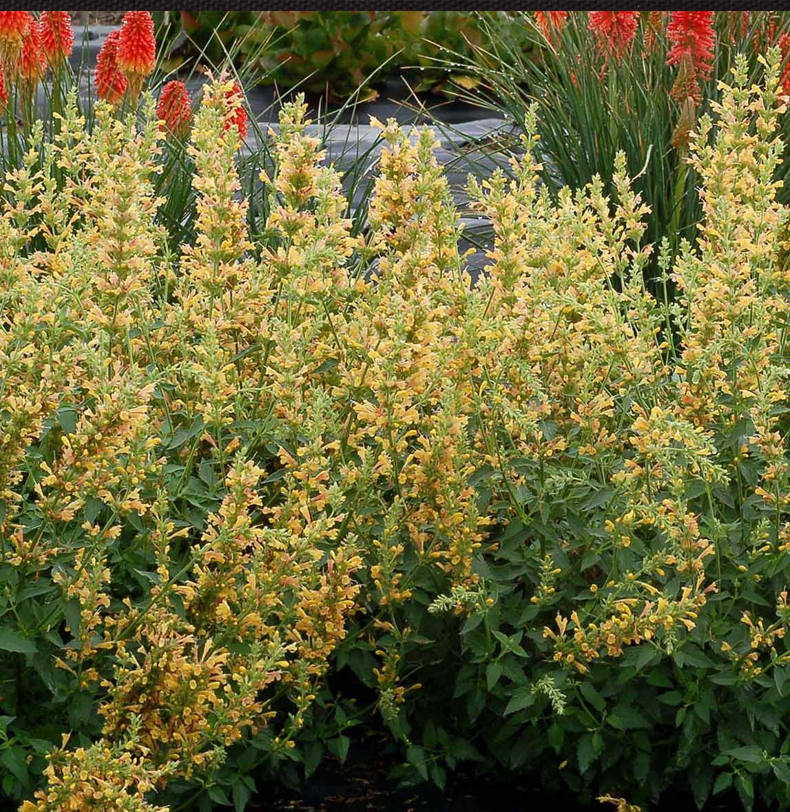 Kudos™ Yellow Agastache Plant - Image 2