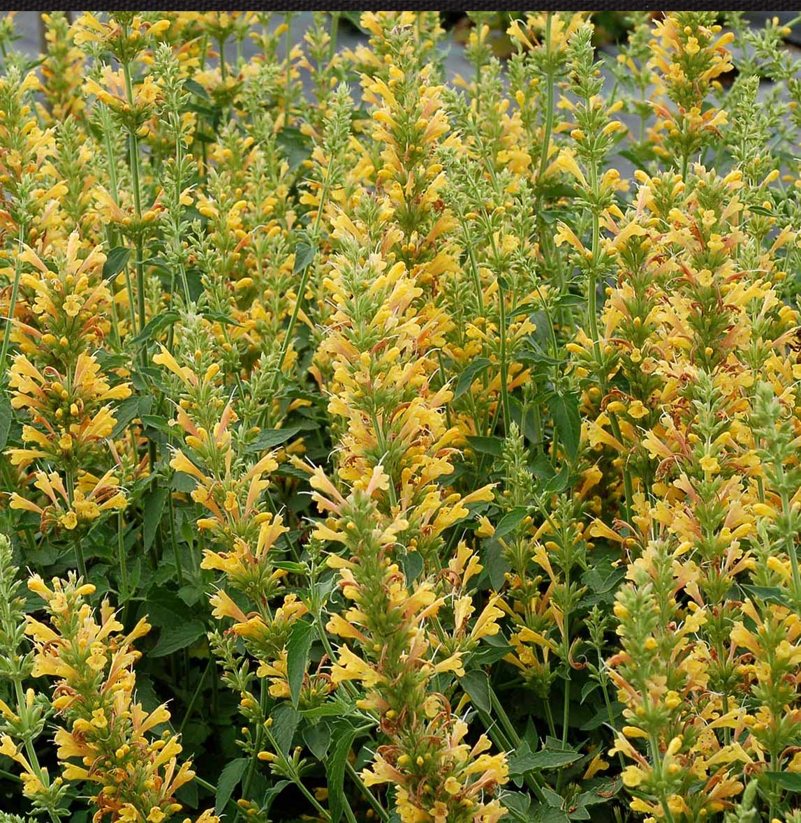 Kudos™ Yellow Agastache Plant - Image 3