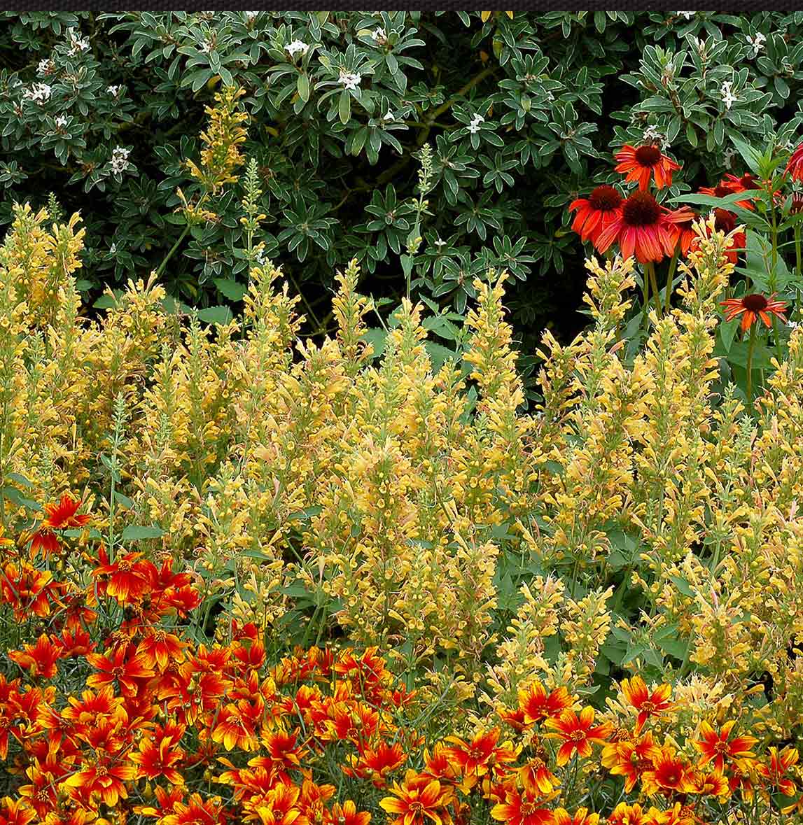 Kudos™ Yellow Agastache Plant - Image 4