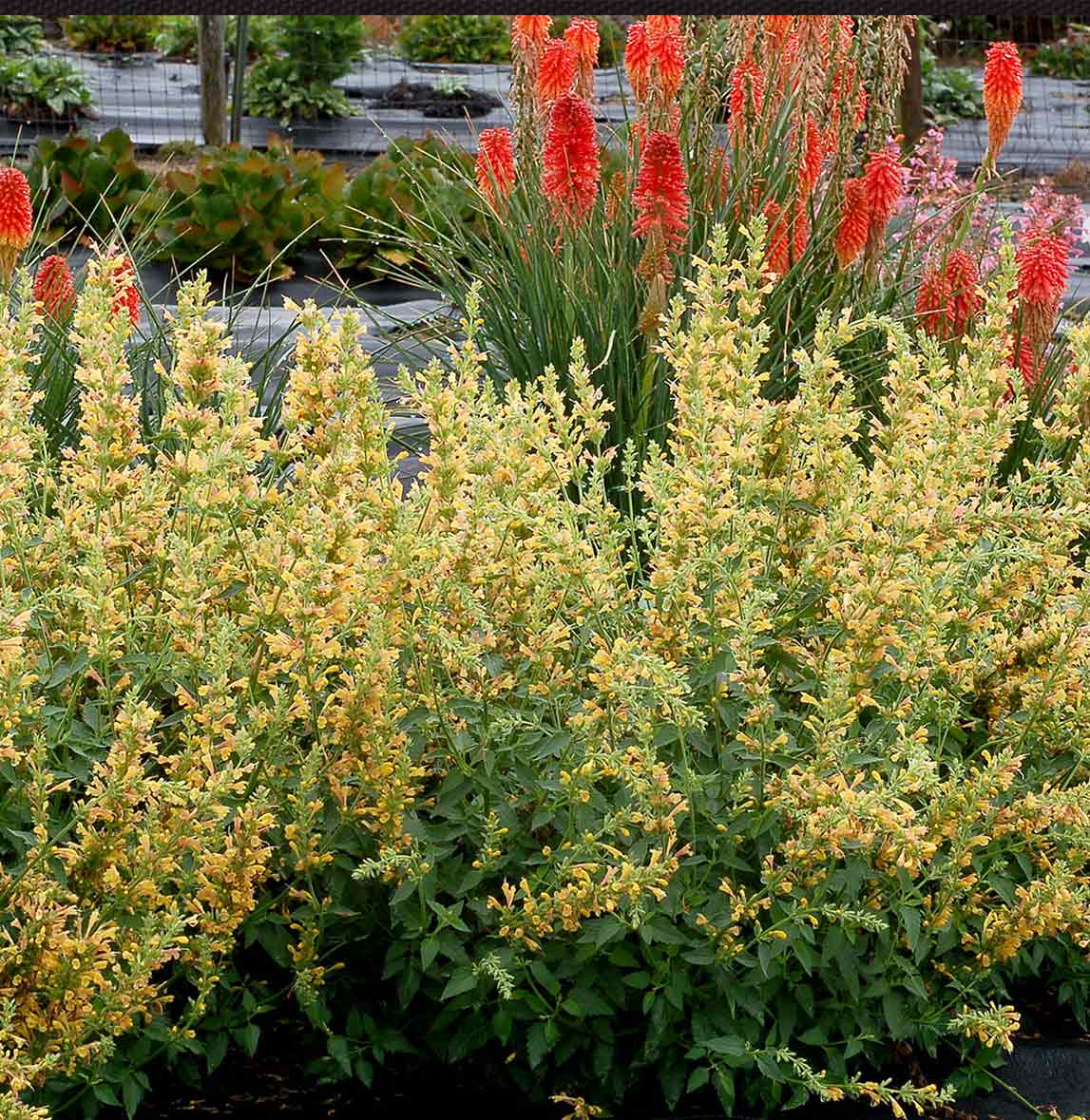 Kudos™ Yellow Agastache Plant - Image 5