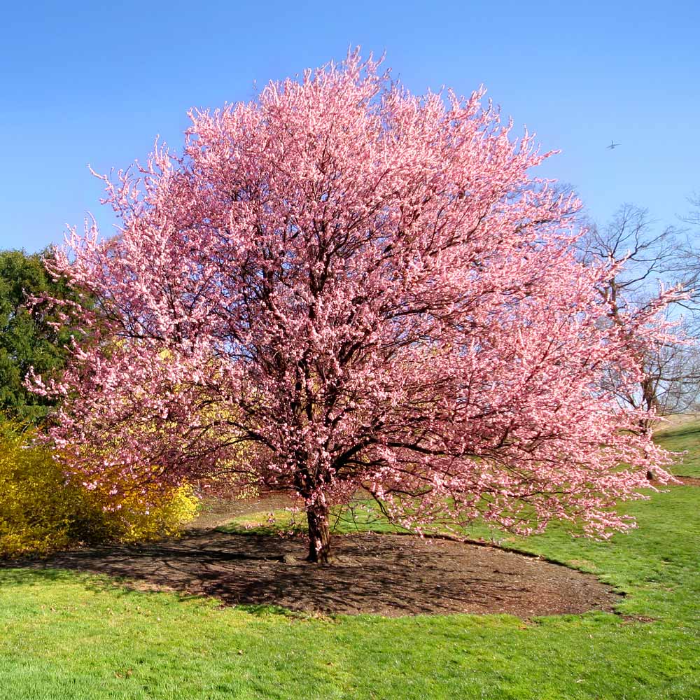 Kwanzan Cherry Tree - Image 3