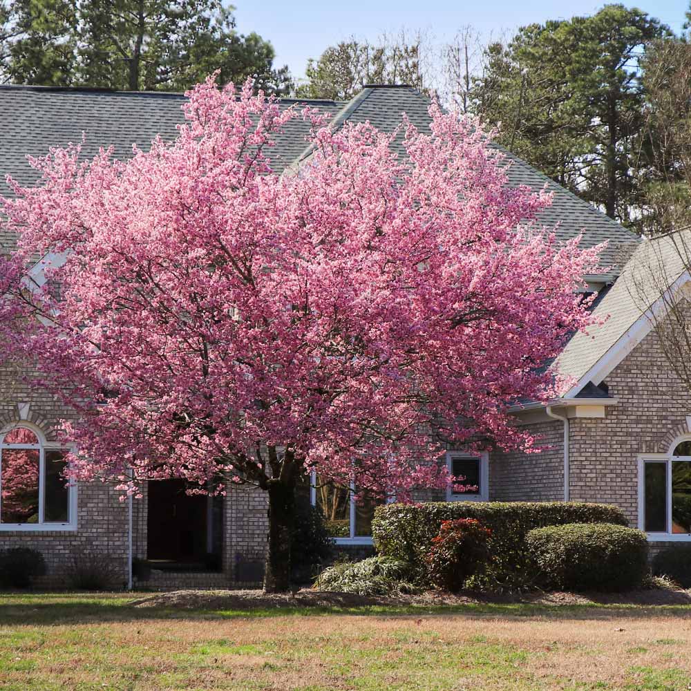 Kwanzan Cherry Tree - Image 4