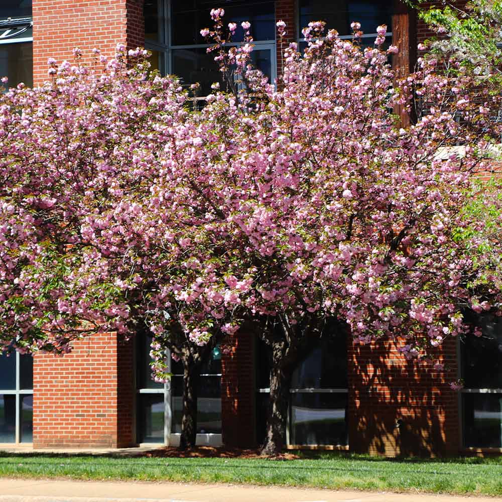 Kwanzan Cherry Tree - Image 6