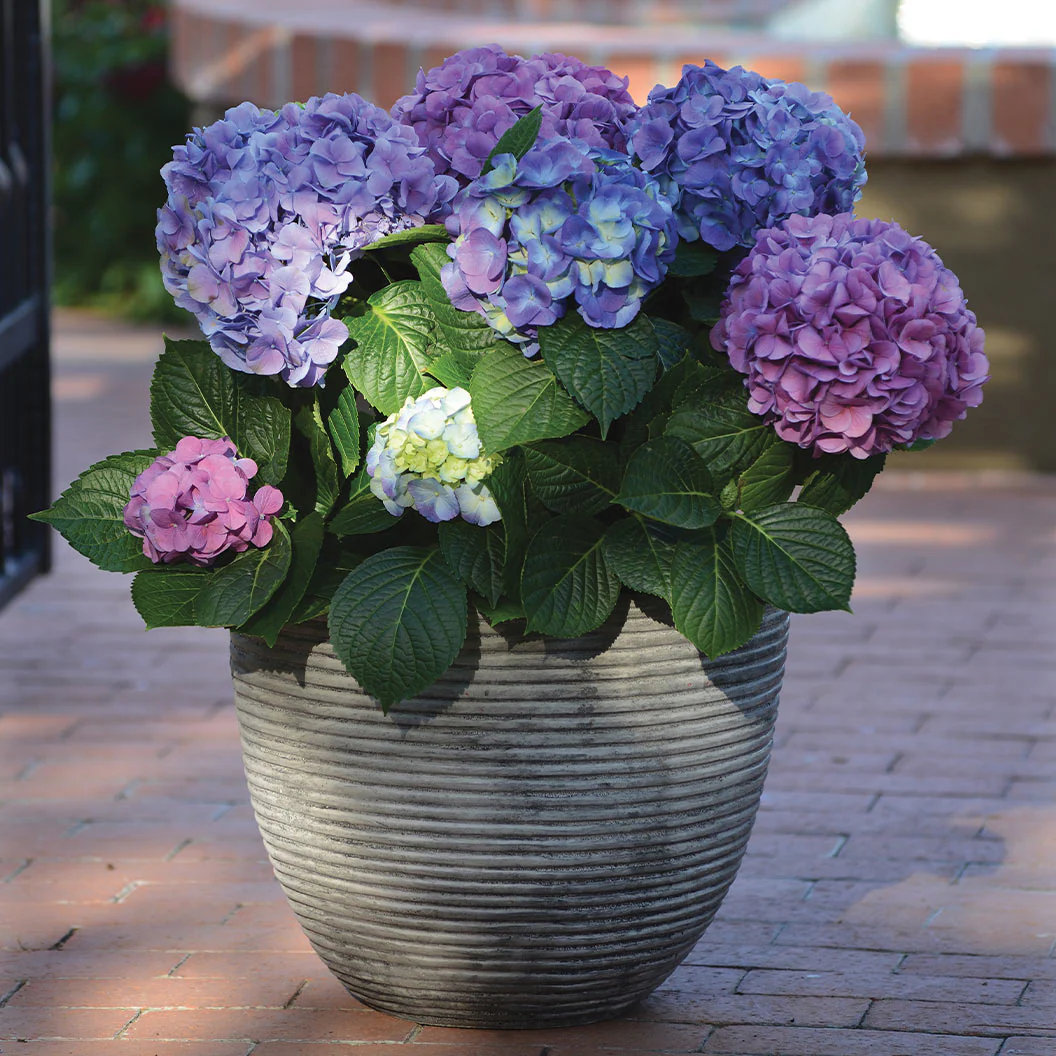 Bloomables® L.A. Dreamin® Hydrangea - Image 3