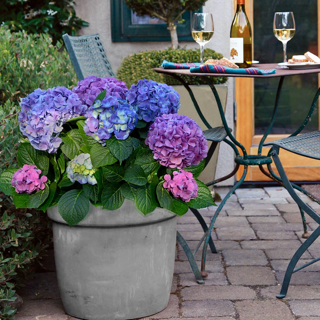 Bloomables® L.A. Dreamin® Hydrangea - Image 4