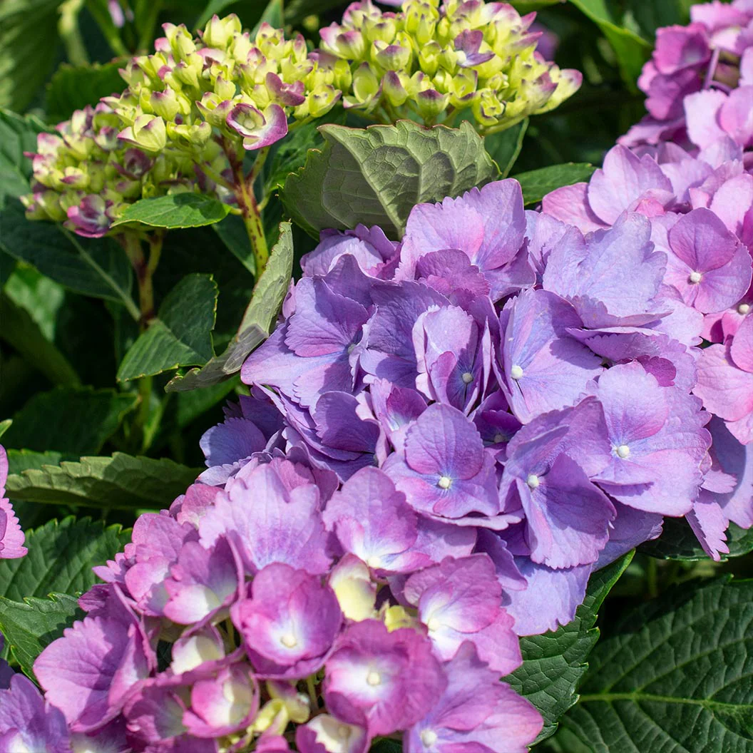 Bloomables® L.A. Dreamin® Hydrangea - Image 5