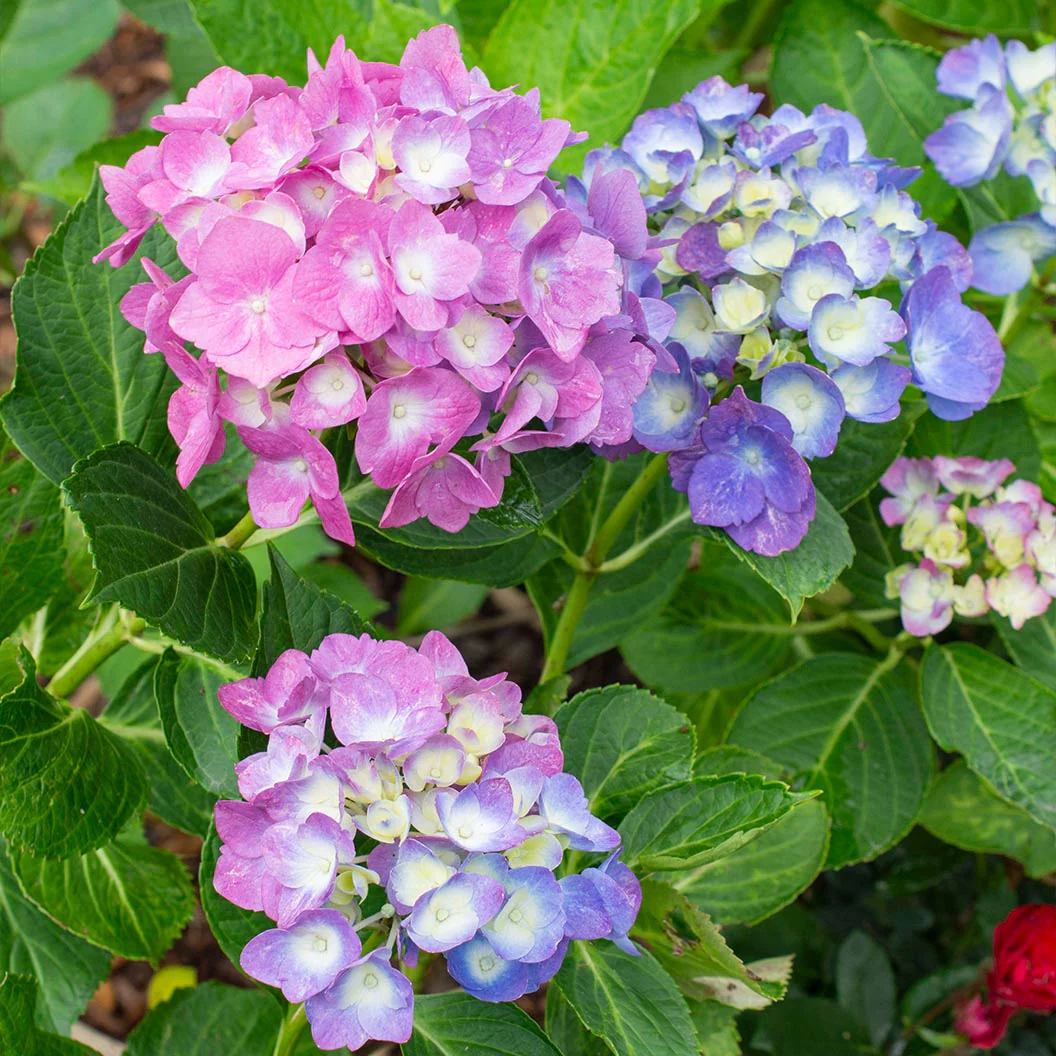 Bloomables® L.A. Dreamin® Hydrangea - Image 6