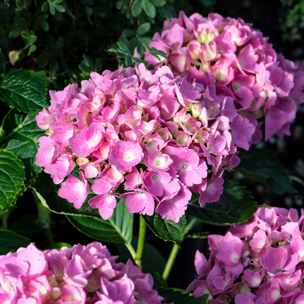 Bloomables® L.A. Dreamin® Hydrangea - Image 7