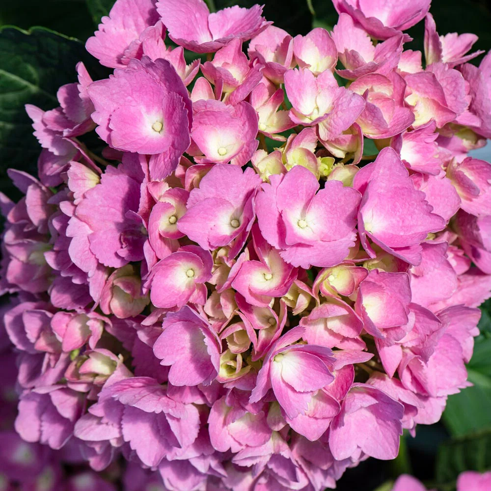 Bloomables® L.A. Dreamin® Hydrangea - Image 8