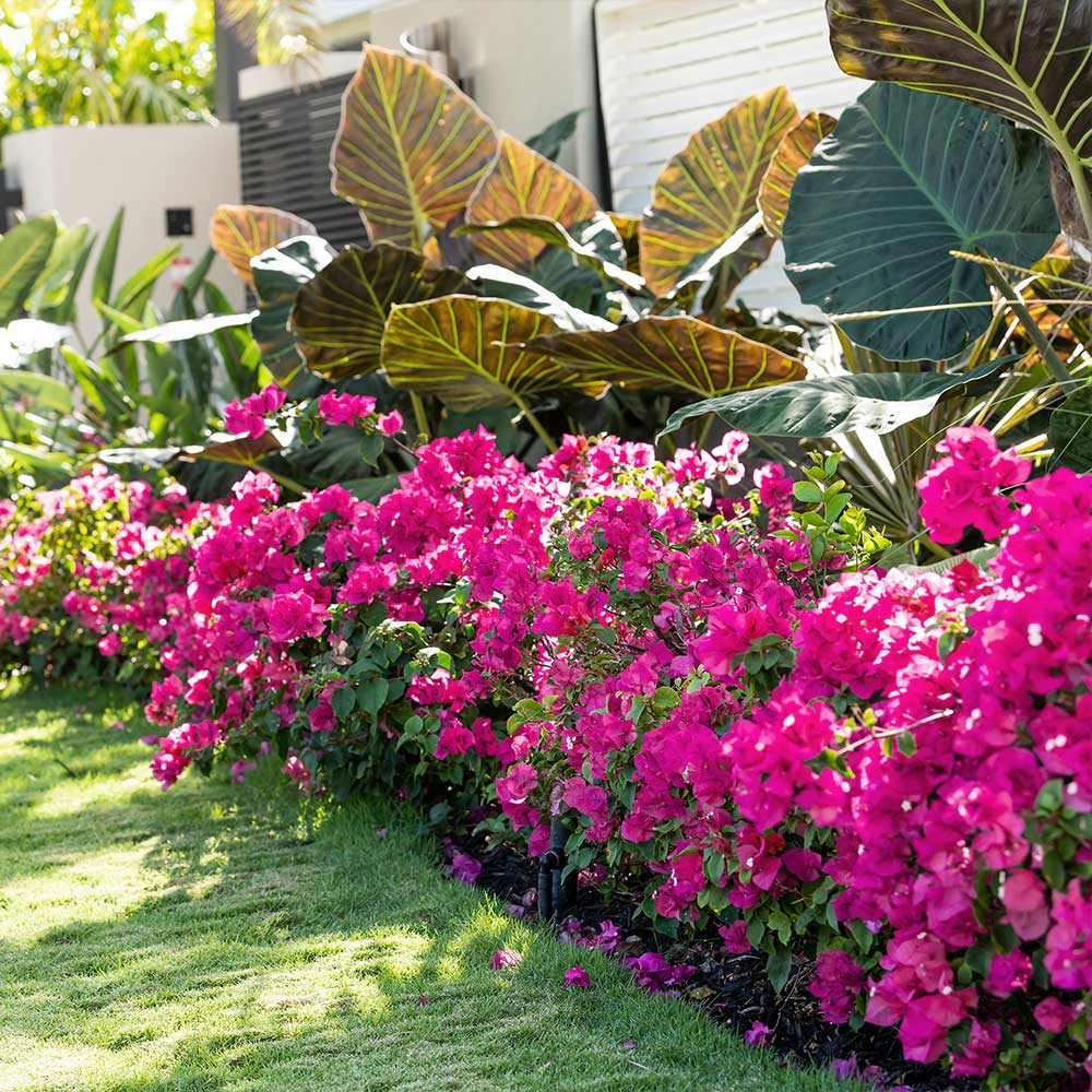La Jolla Bougainvillea - Image 2