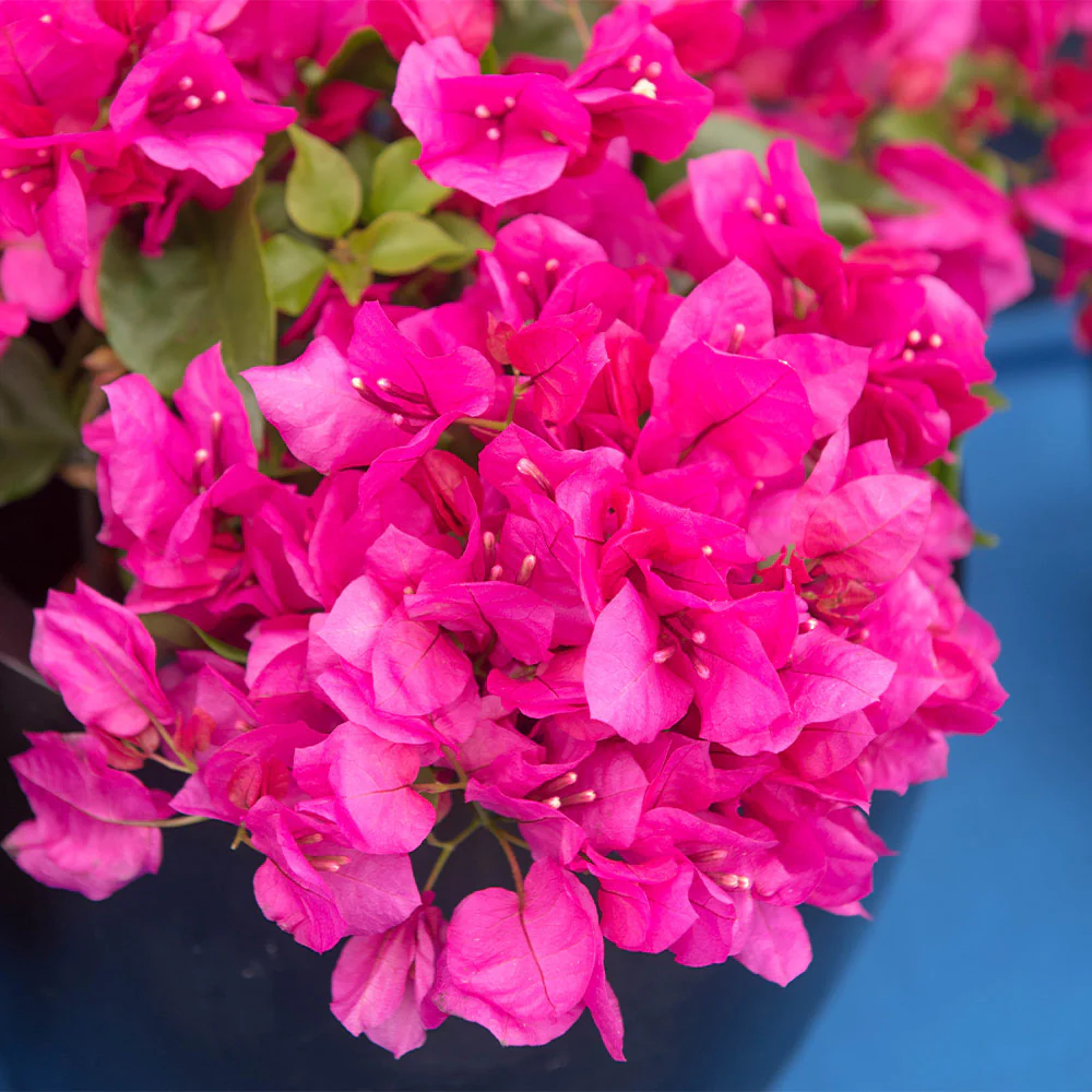La Jolla Bougainvillea - Image 3