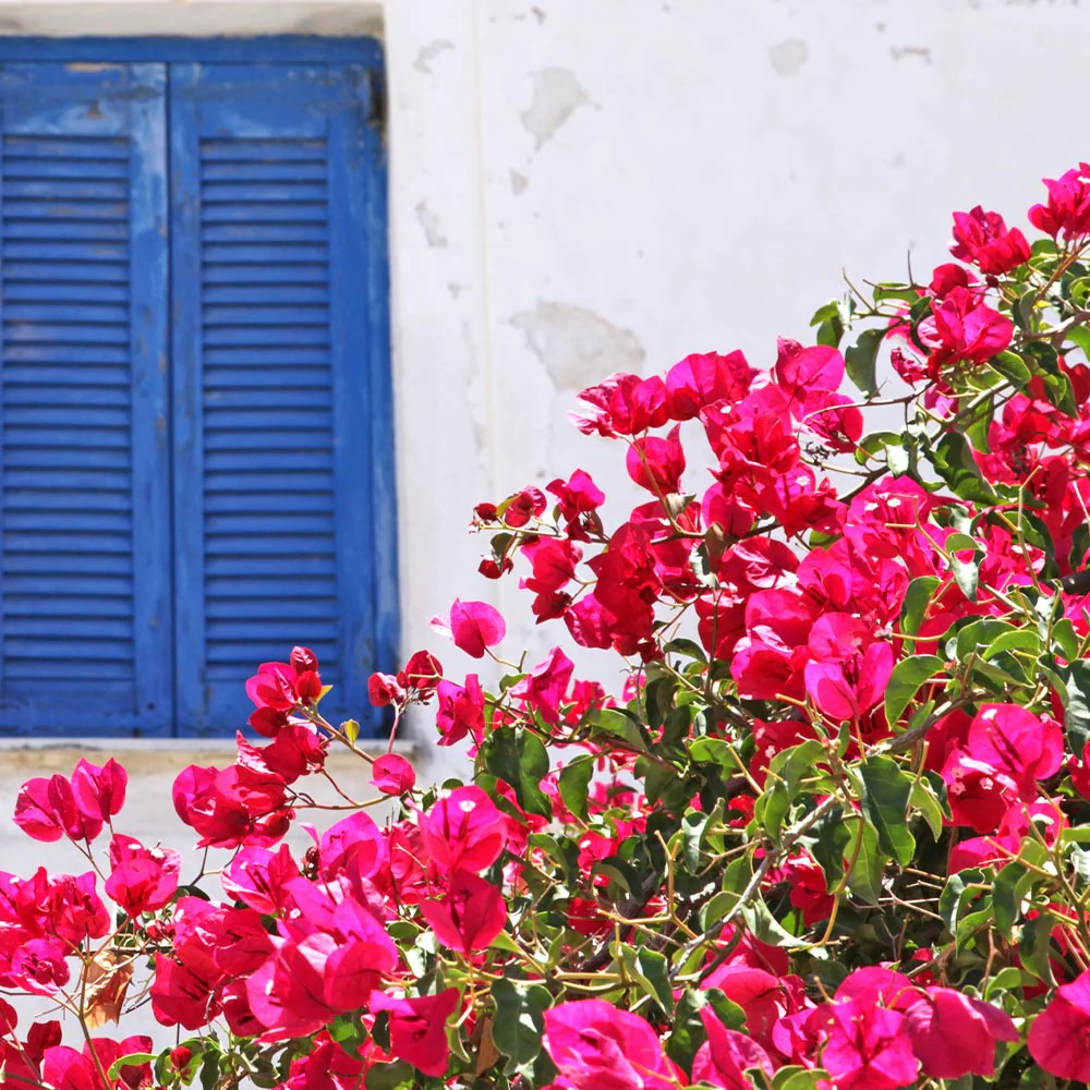 La Jolla Bougainvillea - Image 4
