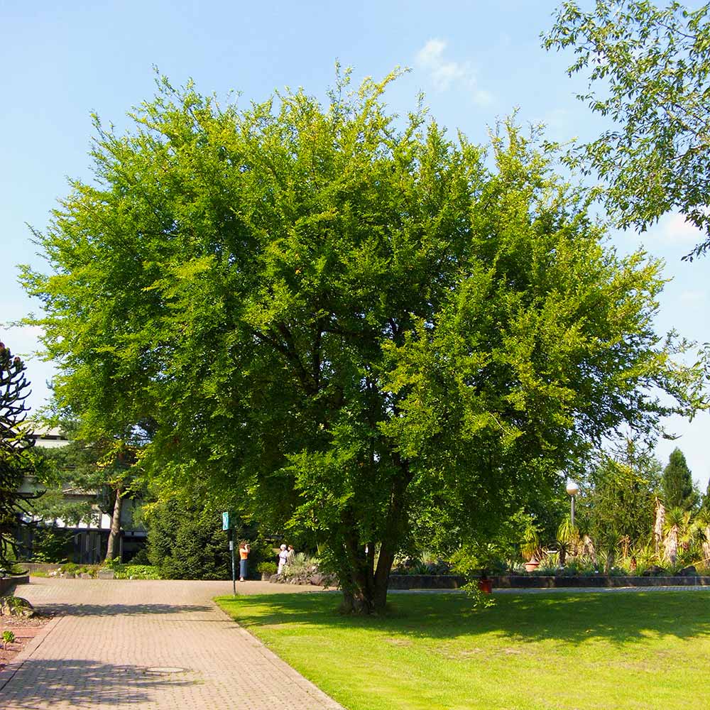 Lacebark Chinese Elm Tree - Image 2