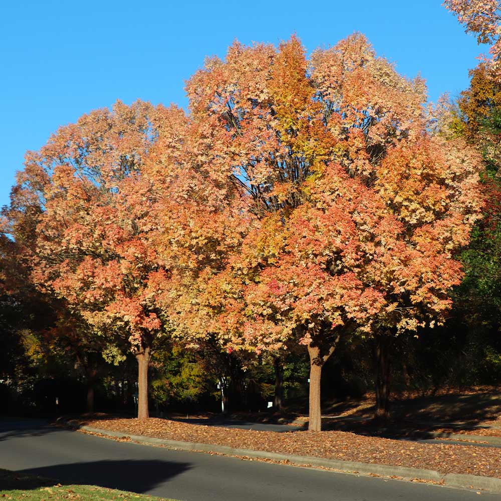 Lacebark Chinese Elm Tree - Image 3