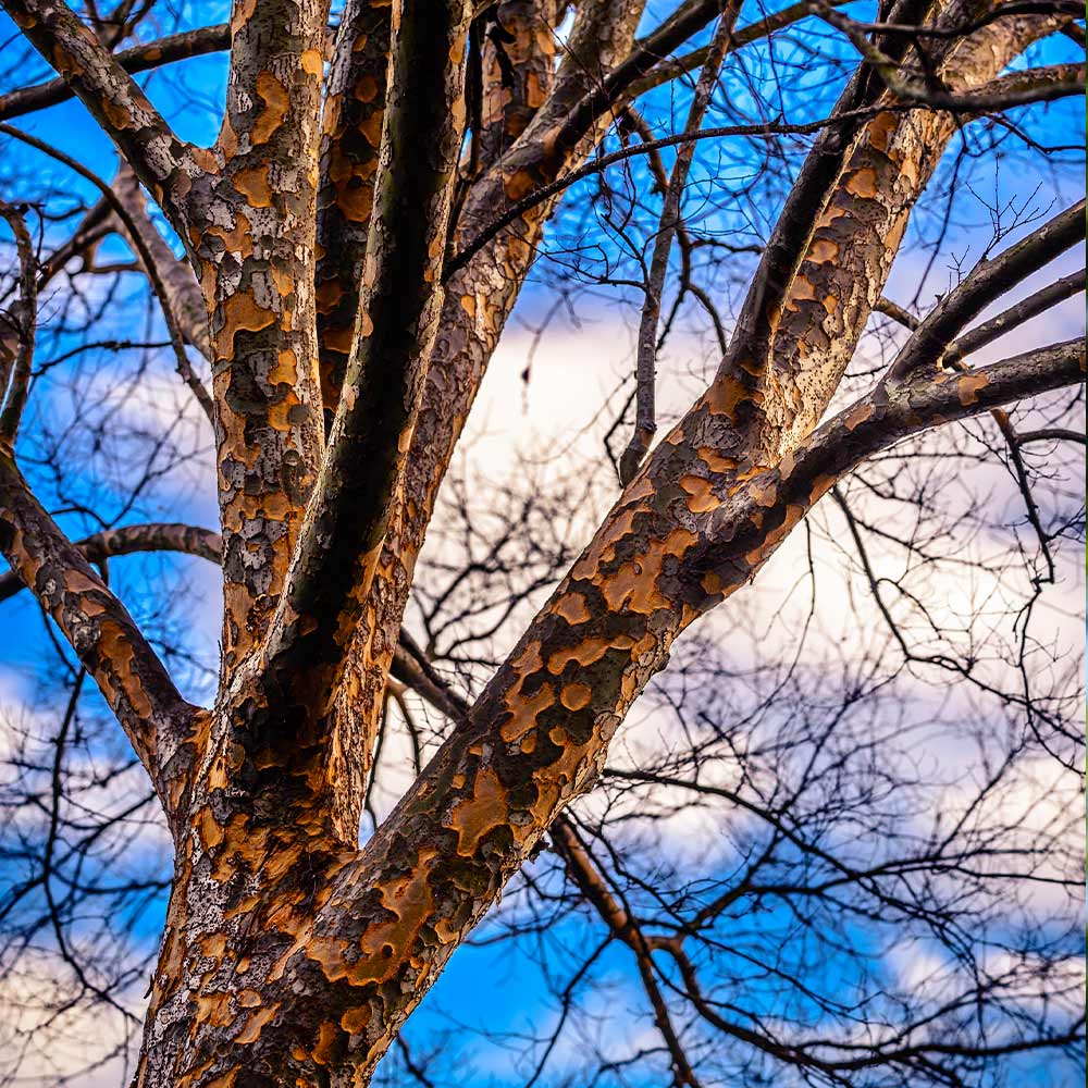 Lacebark Chinese Elm Tree - Image 4